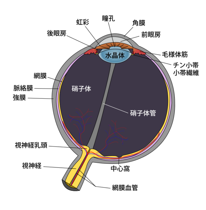 700px-Schematic_diagram_of_the_human_eye_ja.svg